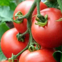 گوجه محلی برای رب و خورده فروشی