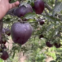 فروش نهال سیب سرخ با ضمانت و اصالت ازجهاد