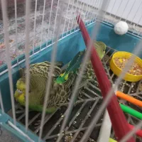 واگذاری یک جفت مرغ عشق بدون قفس