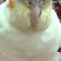 عروس هلندی