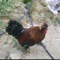 مرغ و خروس