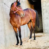 اسب