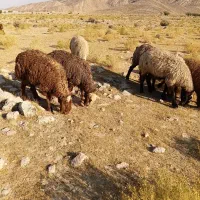 میش داشتی بره دار دوبر