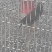 مینا فروشی اماده برا حرف