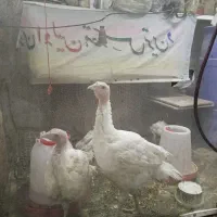 بوقلمون بیوتی ۳ ماهه