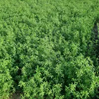 بیده ینجه|خدمات باغبانی و درختکاری|رودبار (کرمان), |دیوار