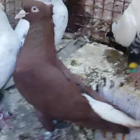 سرخ دم سفید. شمعک تخت