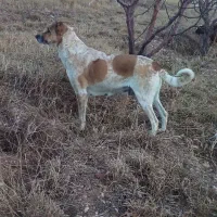 سگ ماده مناسب گله ونگهبانی