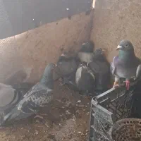 درود ب عشقبازان