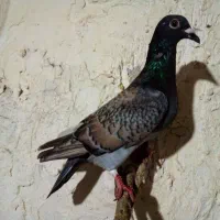 کفتر