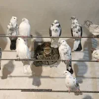 کبوتر