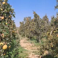 گلابی