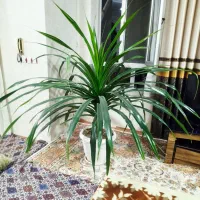 فروش گل
