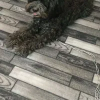 سگ پودل کراس خرسی