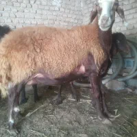 گوسفند و بره