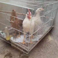 جوجه۳عدد درشت ۴ماهه