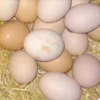 تخم مرغ محلی با بهترین کیفیت کندم زرت دانه پارس