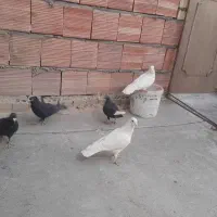 تعدادی نر فروشی شی