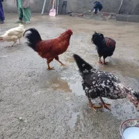 خروس گلین