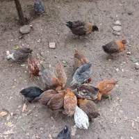 جوجه تخم گذار