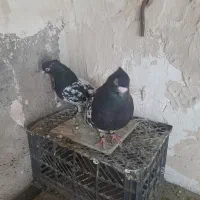 کبوتر کله سیاه