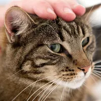 واگذاری گربه نژاد dsh