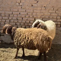 بره قوچی نر هترو