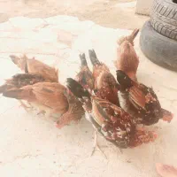 جوجه وخروس فروشی