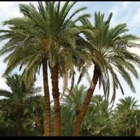 خرما مضافتی بم