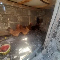 مرغ درشت تخم گزار