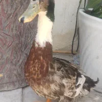 اردک پروری نر