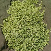 بامیه اهوازی