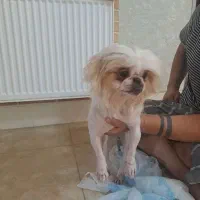 شیترو شی واو پکنیز