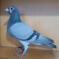 کبوتر پلاکی نر خاص
