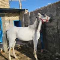 اسب|اسب و تجهیزات اسب‌سواری|لنجان, |دیوار