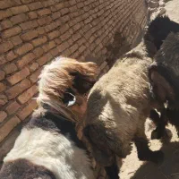 میش بختیاری