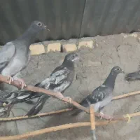 جوجه المانی