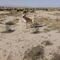 سگ رسمی گله ای