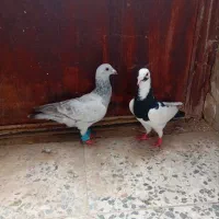 دوتا نر قلدور کفتر بوم