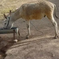 خر نر
