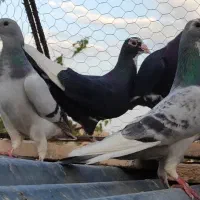 چنتا ماده خوش قیمت