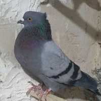 کفتر سبز ماده