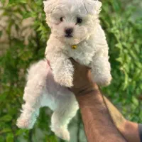 سگ مالتیز اصل نر