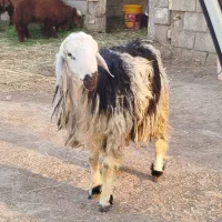 سلام دوستان