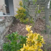 خانه-باغ-510-متری-ویودار-در-توشن