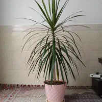 گل دراسنا