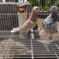 کبوتر دمسفید