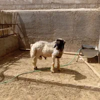 قوچ|حیوانات مزرعه|شیراز, داریون|دیوار