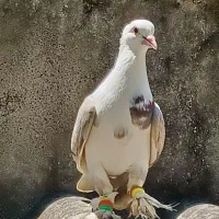 کبوتر|پرنده|لوندویل, |دیوار