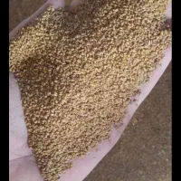 خرید تخم یونجه